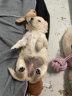 Prachtige pups golden retriever met stamboom, Dieren en Toebehoren, Golden retriever, Particulier, Rabiës (hondsdolheid), 15 weken tot 1 jaar