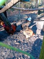 Toompje, prachtige haan met 2 hennen, Meerdere dieren, Kip