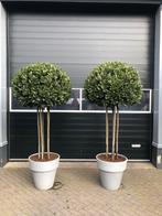Laurus nobilis exclusive exemplaren 5 stammige, Volle zon, Vaste plant, Lente, Ophalen