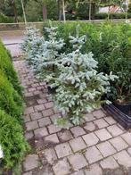 Picea Super Blue 100-125cm, Bloeit niet, Overige soorten, 100 tot 250 cm, Ophalen