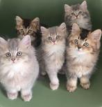 Prachtige Britse langharige kittens., Dieren en Toebehoren, Katten en Kittens | Raskatten | Langhaar, Meerdere dieren, Gechipt