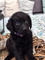 Labradoodle pups, Dieren en Toebehoren, Honden | Niet-rashonden, 8 tot 15 weken, CDV (hondenziekte), Meerdere, Meerdere dieren
