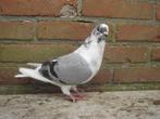 Sierduifje.., Dieren en Toebehoren, Vogels | Duiven, Geslacht onbekend