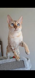 Prachtige sneeuw Bengaal poes (Snow Lynx), Dieren en Toebehoren, Katten en Kittens | Raskatten | Korthaar, Poes, Gechipt, 0 tot 2 jaar