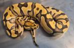 Python regius enchi (yb) amur/amon desert ghost man, Dieren en Toebehoren, Reptielen en Amfibieën, Slang