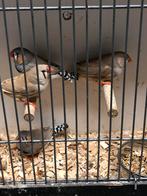Zebravinken, Dieren en Toebehoren, Vogels | Overige Vogels, Meerdere dieren, Tropenvogel