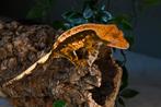 Wimpergekko RTB tricolor vrouw 0.1, Dieren en Toebehoren, Overige soorten, Tam, 0 tot 2 jaar