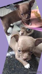 Chihuahua reutje 7 weken, Dieren en Toebehoren, Honden | Chihuahua's en Gezelschapshonden, Reu, CDV (hondenziekte), 8 tot 15 weken