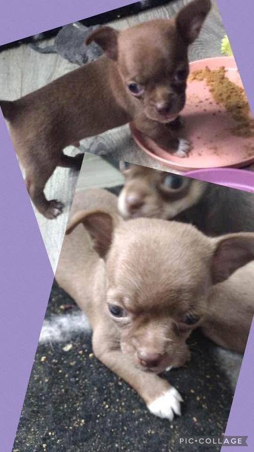Chihuahua reutje 7 weken, Dieren en Toebehoren, Honden | Chihuahua's en Gezelschapshonden, Reu, Chihuahua, Particulier, Eén hond
