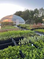 Prachtige vaste tuinplanten - ZATERDAG GEOPEND, Overige soorten, Volle zon, Vaste plant, Ophalen of Verzenden