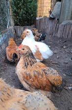 Cochin kriel kip haantjes, Mannelijk, Kip