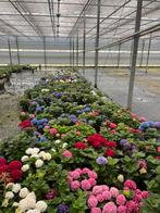 **Laatste pot hortensia’s te koop!**, Ophalen, Zomer, Overige soorten, Halfschaduw