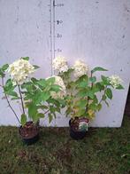 Hortensia limelight, Tuin en Terras, Ophalen, Hortensia, Minder dan 100 cm