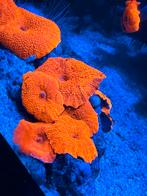 Koraal stekken en kolonies, Dieren en Toebehoren, Vissen | Aquariumvissen, Overige typen