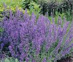 nepeta (kattenkruid), Tuin en Terras, Planten | Tuinplanten, Overige soorten, Volle zon, Vaste plant, Ophalen of Verzenden
