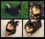 Keeshond/pomeriaan, Dieren en Toebehoren, Honden | Poolhonden, Keeshonden en Oertypen, Teef, Eén hond, 3 tot 5 jaar, Nederland