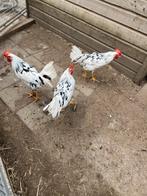 TE KOOP MOOI GROTE BONTE LEGHORN HAAN, Mannelijk, Kip