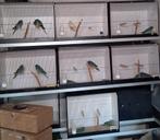 Splendid parkieten, Meerdere dieren, Parkiet, Geringd