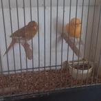 Kanaries, Dieren en Toebehoren, Vogels | Kanaries, Meerdere dieren, Kleurkanarie