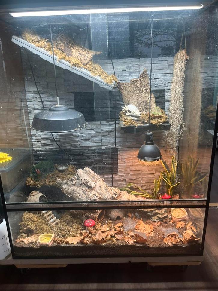 Terrarium 120/100/50 cm, Dieren en Toebehoren, Reptielen en Amfibieën | Toebehoren, Zo goed als nieuw, Ophalen