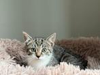 Lieve mooie kittens (rood & grijs) zoeken fijn thuis, Dieren en Toebehoren, Meerdere dieren, Kortharig, 0 tot 2 jaar