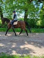 Lieve energieke KWPN merrie, Dieren en Toebehoren, Merrie, Gechipt, M, Dressuurpaard