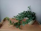 Hangplant 60cm, Ophalen, Overige soorten, Halfschaduw, In pot