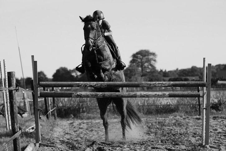 TE KOOP  spring/cross paard merrie 14 jaar  156,5, Dieren en Toebehoren, Paarden, Merrie, Minder dan 160 cm, 11 jaar of ouder