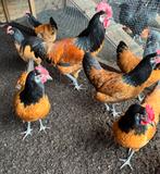 Broedeieren vorwerk kriel, Dieren en Toebehoren, Pluimvee, Geslacht onbekend, Kip