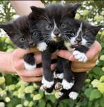 Super lieve kittens, Dieren en Toebehoren, Katten en Kittens | Overige Katten, Meerdere dieren, Kortharig, 0 tot 2 jaar
