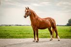 Mooie Welsh pony merrie 8 jaar 113cm, Dieren en Toebehoren, Pony's, Merrie, Gechipt, A pony (tot 1.17m), L