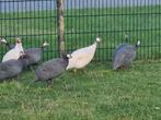 Parelhoenders, Dieren en Toebehoren, Geslacht onbekend, Overige soorten