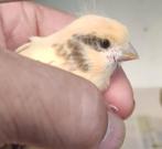 Vermist vogel, Dieren en Toebehoren, Vogels | Kanaries, Mannelijk, Bastaard
