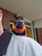 Lori, Dieren en Toebehoren, Vogels | Parkieten en Papegaaien, Mannelijk, Papegaai, Geringd
