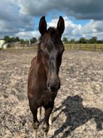 Veelbelovend hengstveulen (v.Fanegro), Dieren en Toebehoren, Paarden, Hengst, Minder dan 160 cm, Dressuurpaard, 0 tot 2 jaar