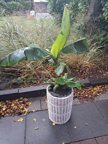 Bananenplant in pot beschikbaar voor biedingen