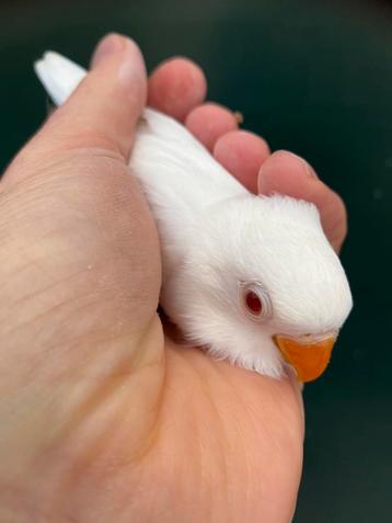Jonge Albino Agapornis Fischeri dwergpapegaai beschikbaar voor biedingen