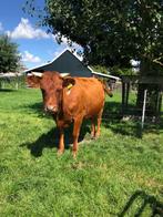 Te koop Stamboek Dexter koe, Dieren en Toebehoren, Vrouwelijk, 0 tot 2 jaar