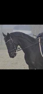 Mooie 5 jarige dressuur ruin, Dieren en Toebehoren, Paarden, Ruin, Dressuurpaard, 3 tot 6 jaar