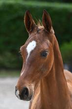 Springveulen uit een bewezen bloedlijn, Springpaard, Gechipt, 0 tot 2 jaar, Hengst