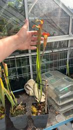 Sarracenia Alata, Ophalen, Zomer, Volle zon
