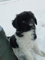 lieve Friese Stabij pups, 8 tot 15 weken, CDV (hondenziekte), Meerdere, Meerdere dieren