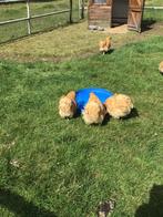 Orpington kuikens haantje +2 of 3 hennetjs, Dieren en Toebehoren, Meerdere dieren, Kip