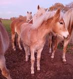 Haflinger merrie veulen, Dieren en Toebehoren, Ophalen of Verzenden