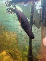 Alligatorgar, Vis