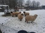 schapen, Vrouwelijk, Schaap, 3 tot 5 jaar