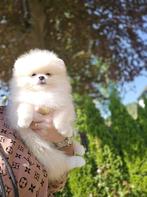 Pomeriaan Puppy, Dieren en Toebehoren, Honden | Poolhonden, Keeshonden en Oertypen, 8 tot 15 weken, Teef, Eén hond, Nederland