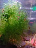 Garnalen, div kleuren, Dieren en Toebehoren, Vissen | Aquariumvissen, Kreeft, Krab of Garnaal, Zoetwatervis, Schoolvis