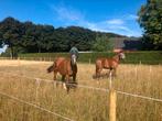 Aangeboden: kleinschalige pensionplek en opfokplek, Stalling, 2 of 3 paarden of pony's