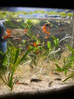 Red tuxedo guppen, Vis